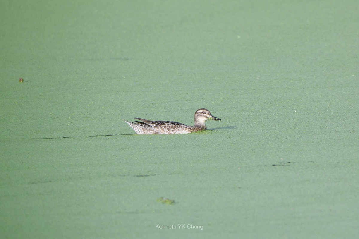 Garganey - ML644788515