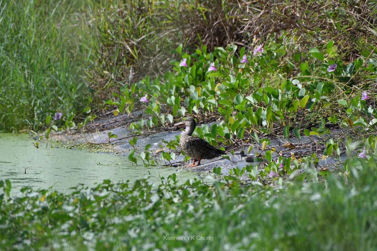Northern Shoveler - ML644788526