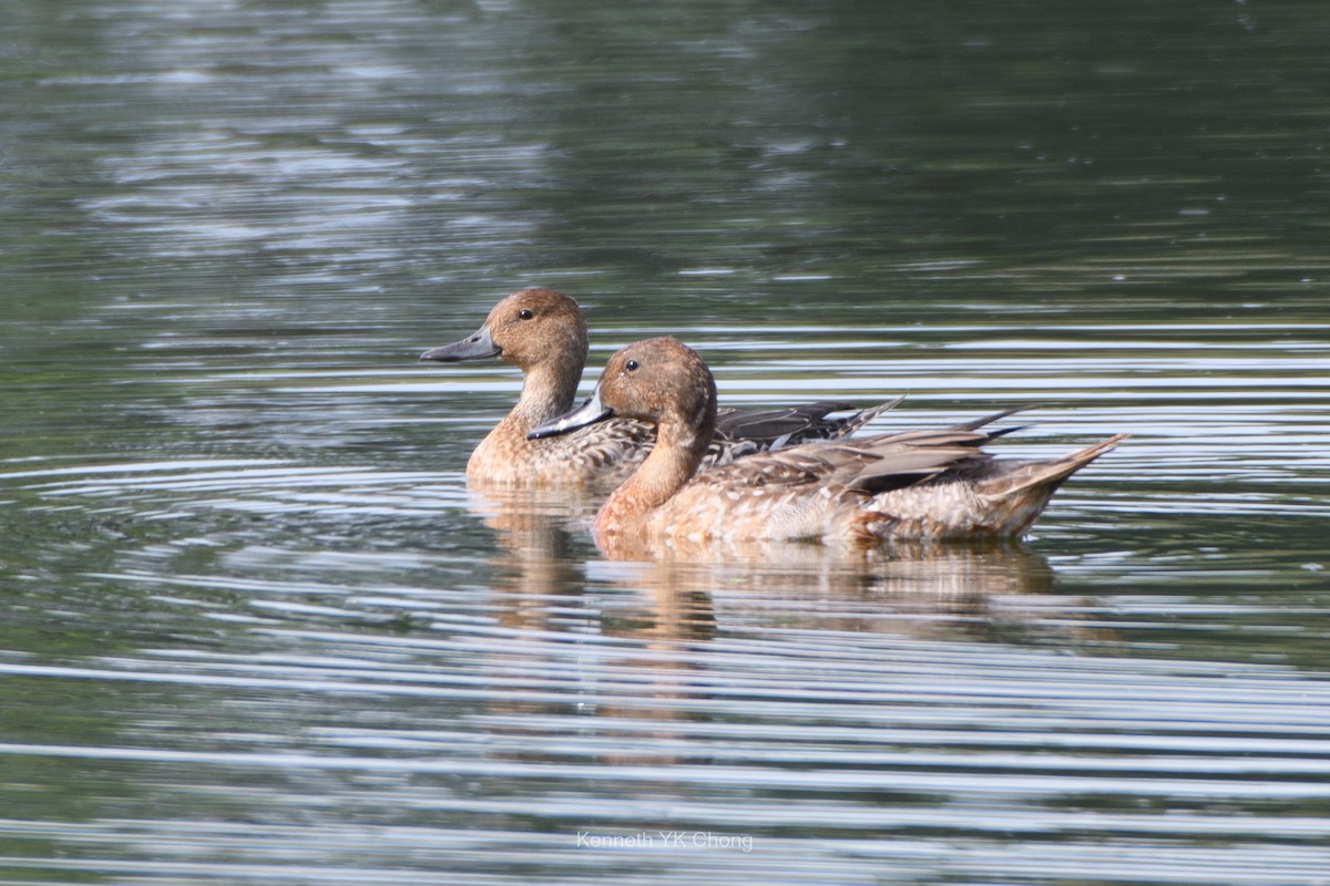 Northern Pintail - ML644788527