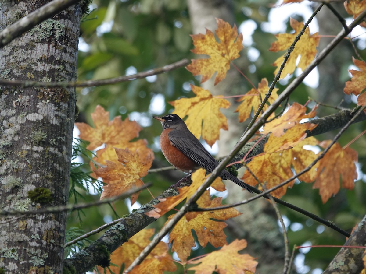 drozd stěhovavý - ML644788536