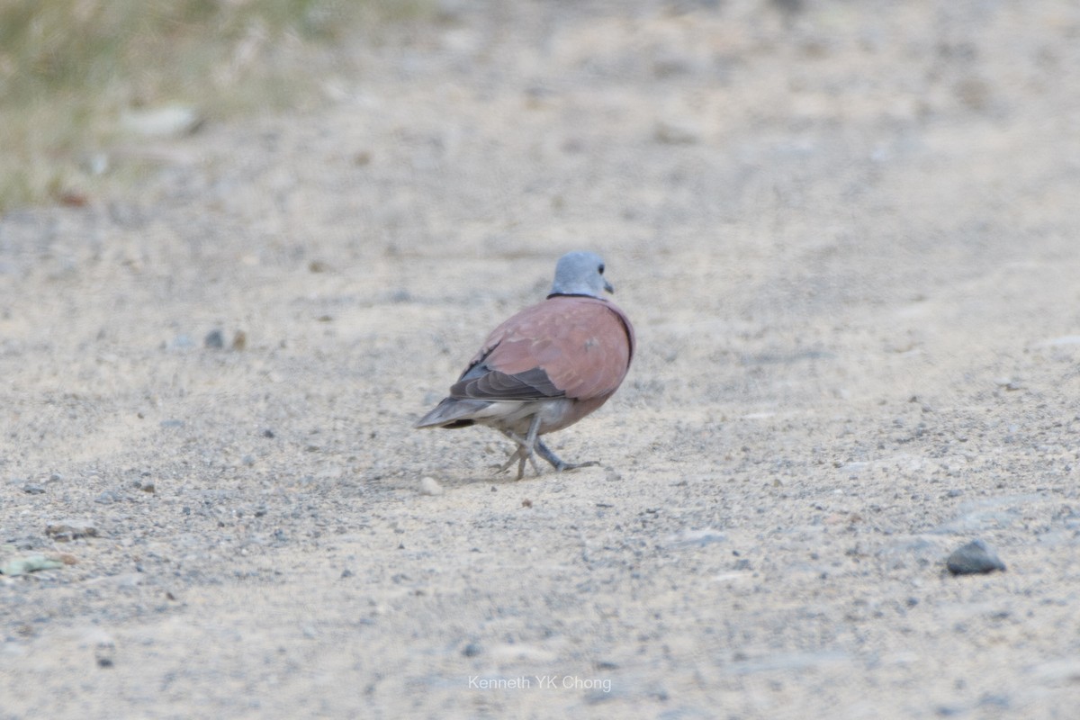 Red Collared-Dove - ML644788538