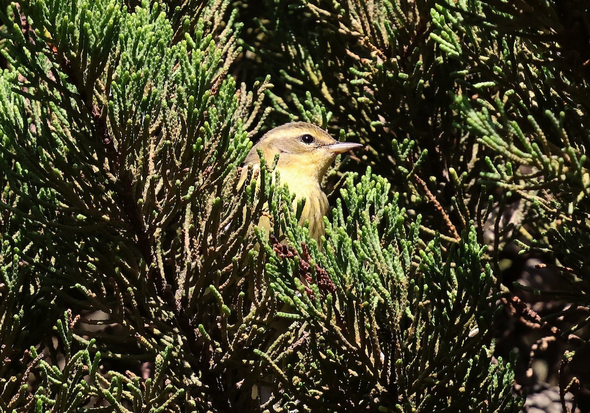 Blackburnian Warbler - ML644788539