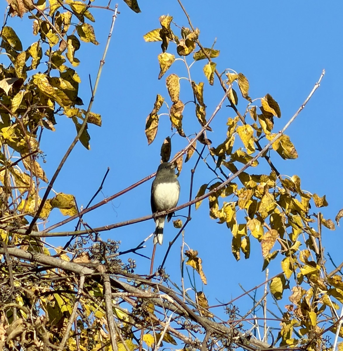 Kara Gözlü Junko - ML644788549