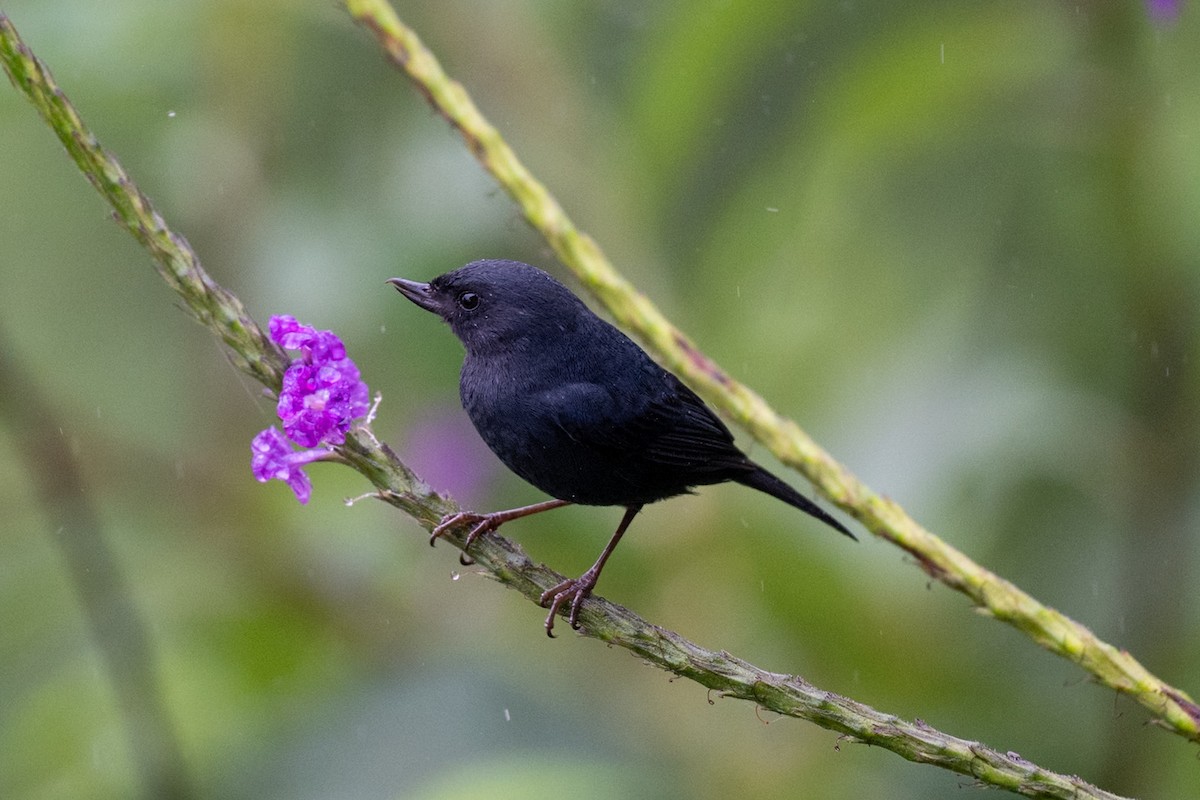Ak Şeritli Çiçekdelen - ML644788572