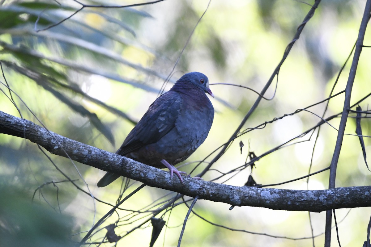 White-fronted Quail-Dove - ML644788588