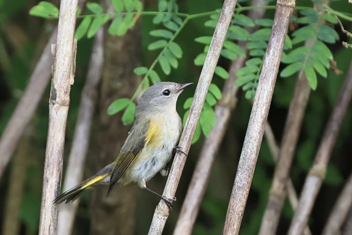 American Redstart - ML644788604