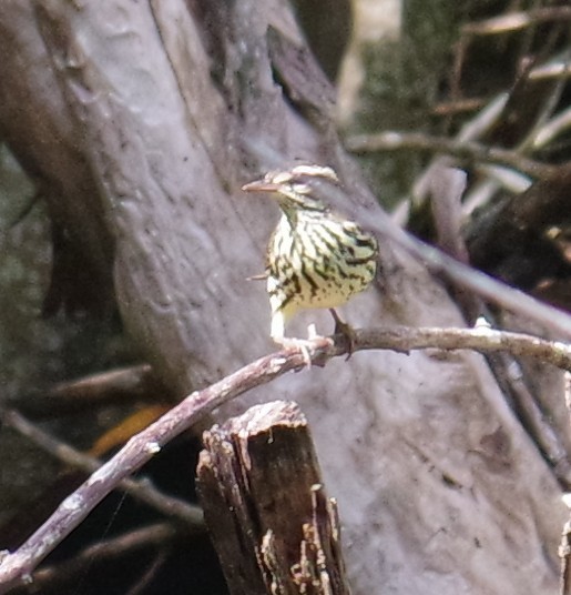 Northern Waterthrush - ML644788605
