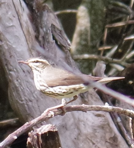 Northern Waterthrush - ML644788606