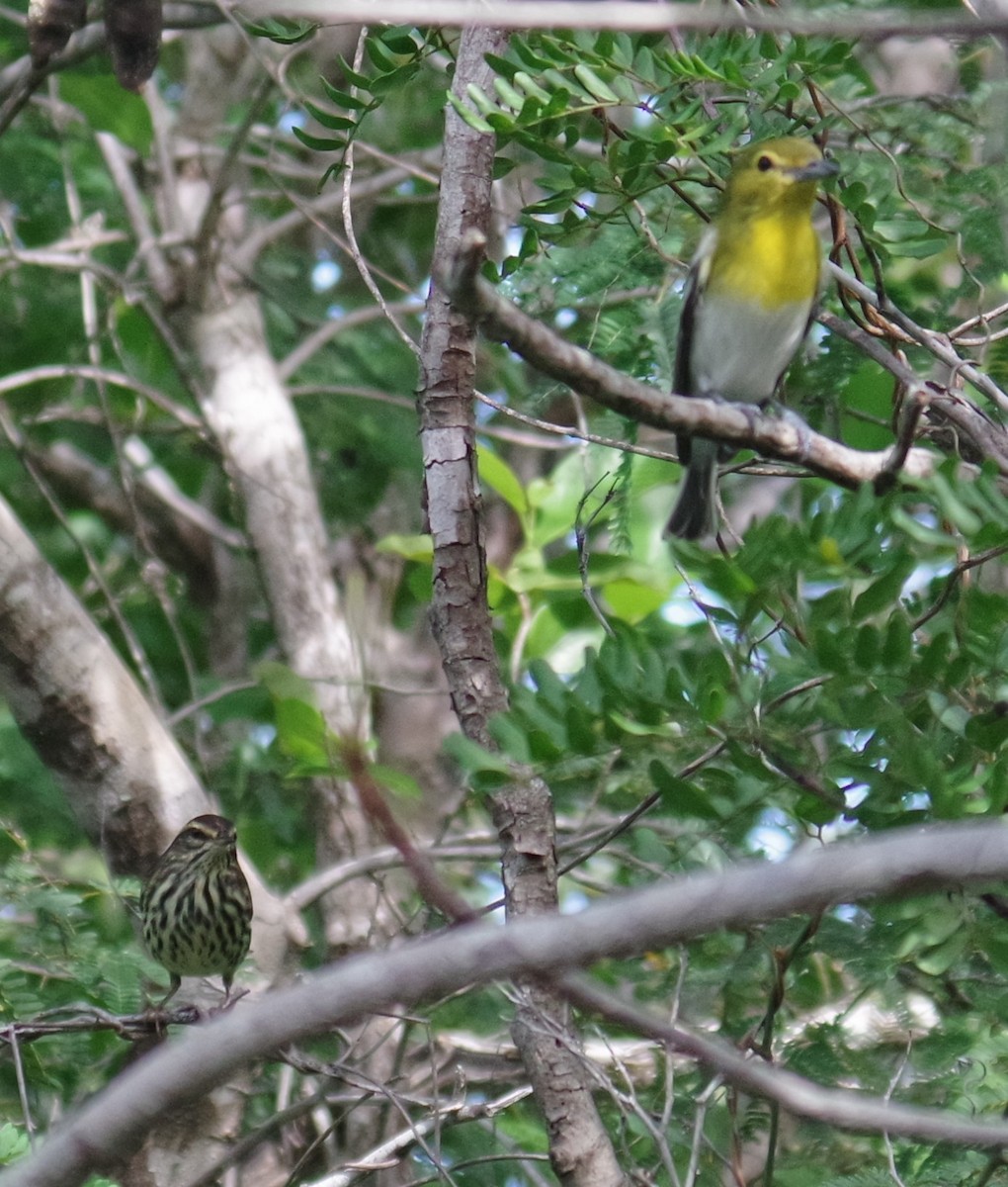 Northern Waterthrush - ML644788607