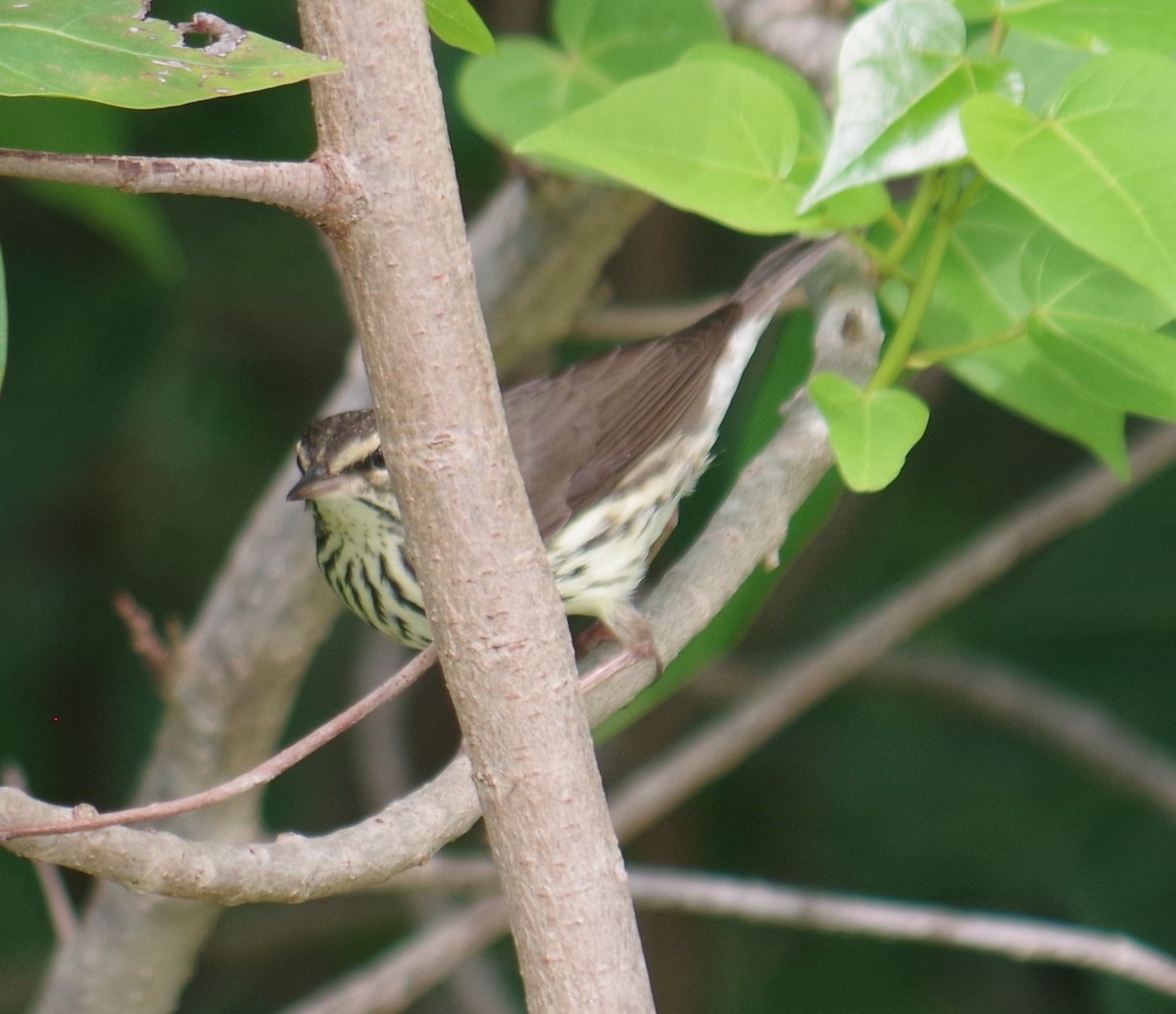 Northern Waterthrush - ML644788608