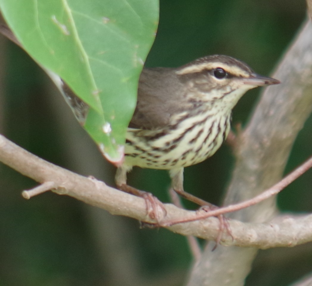 Northern Waterthrush - ML644788609