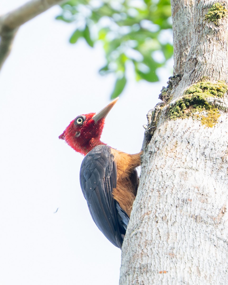Red-necked Woodpecker - ML644788611