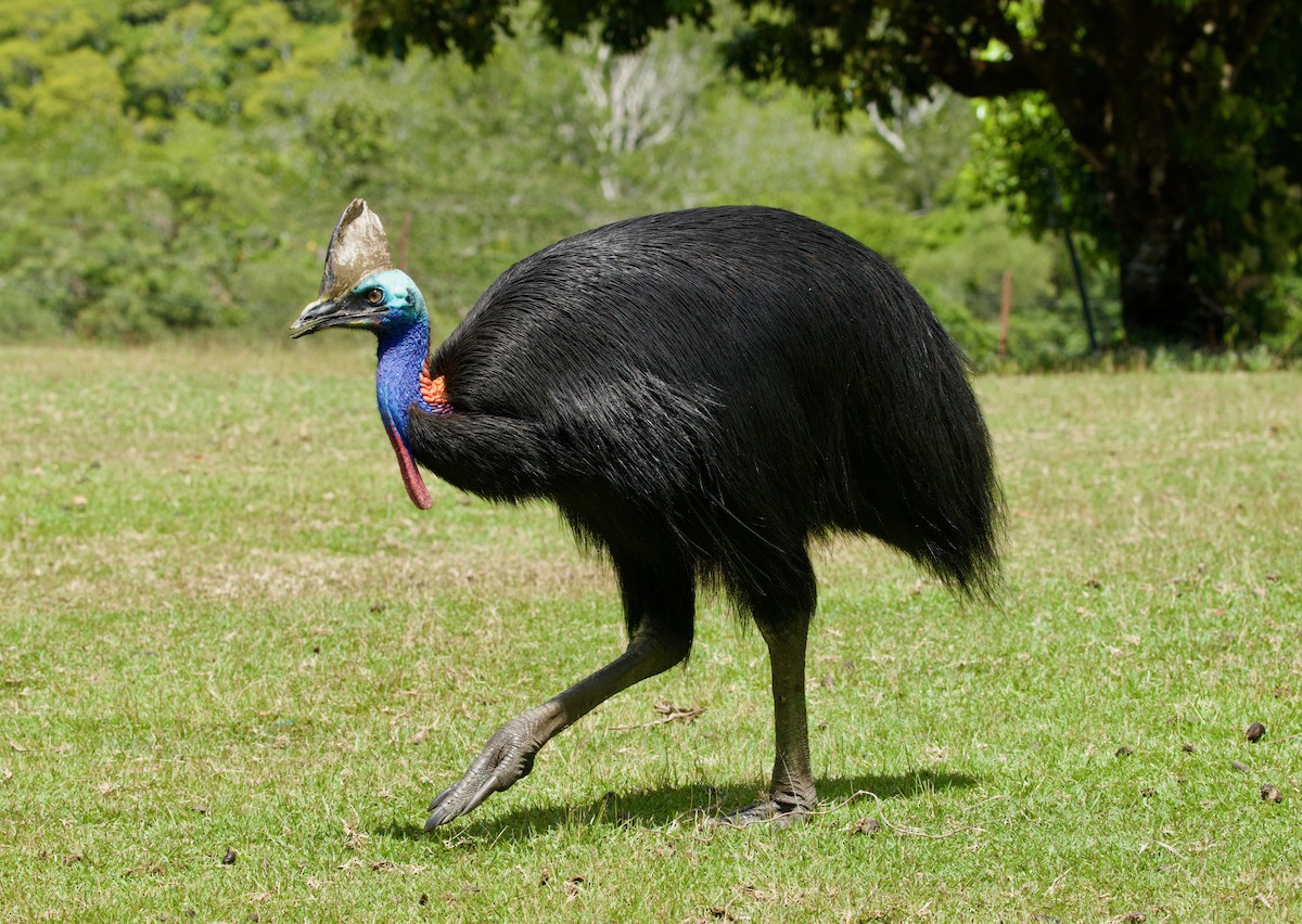 Güneyli Kasuari - ML644788622