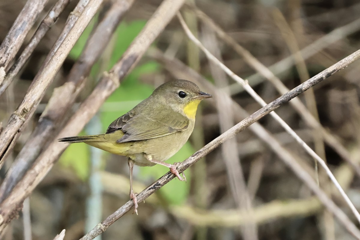 Common Yellowthroat - ML644788624