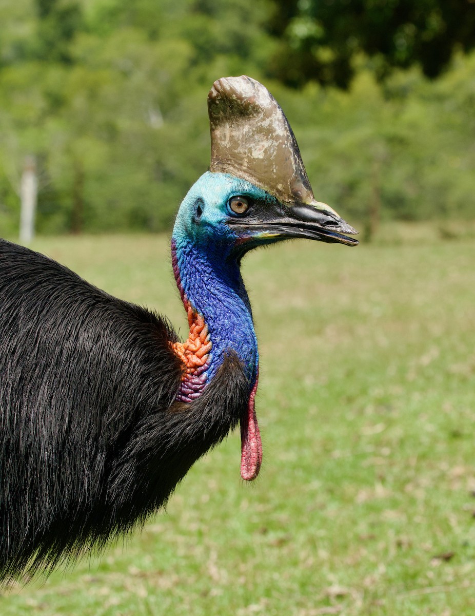 Güneyli Kasuari - ML644788629