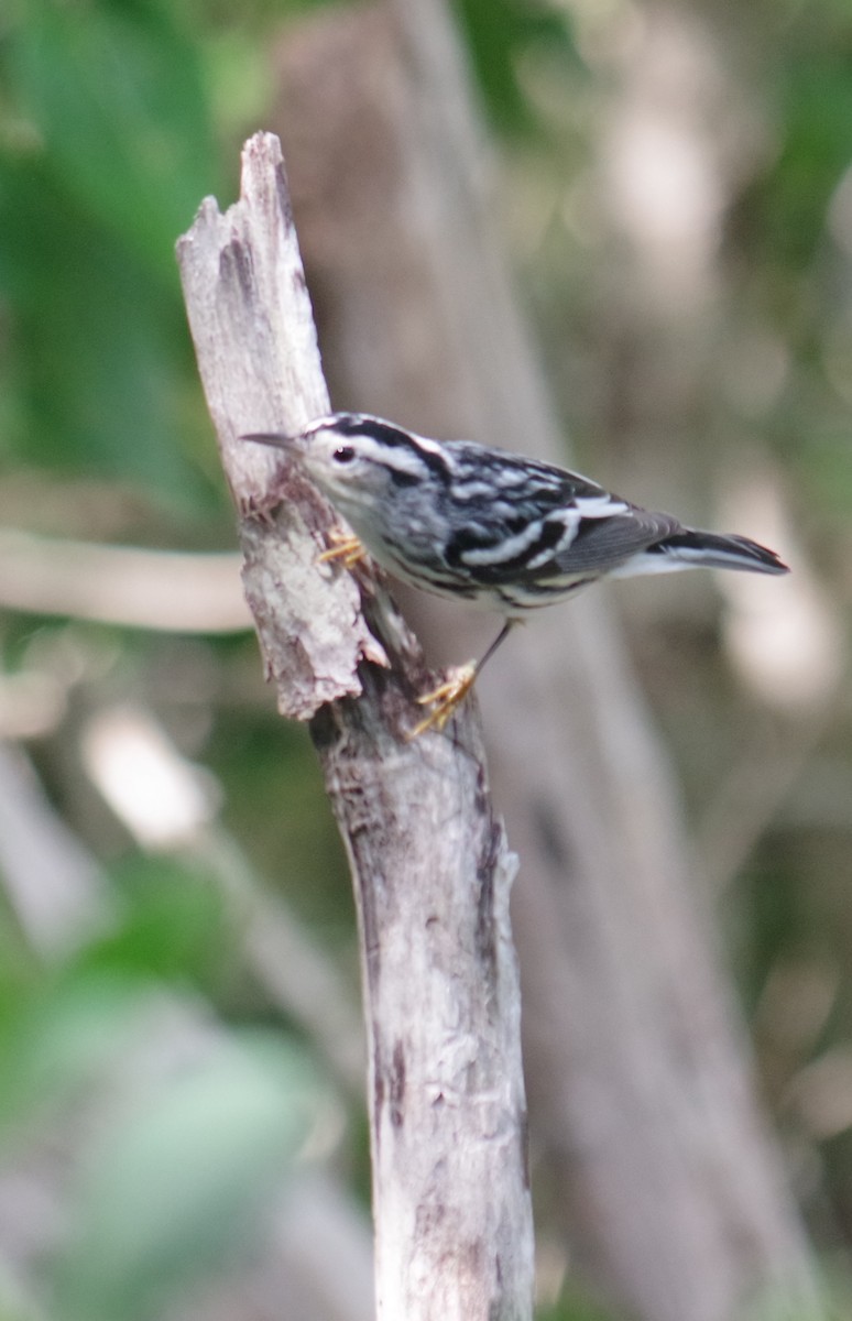 סבכון עקוד - ML644788638