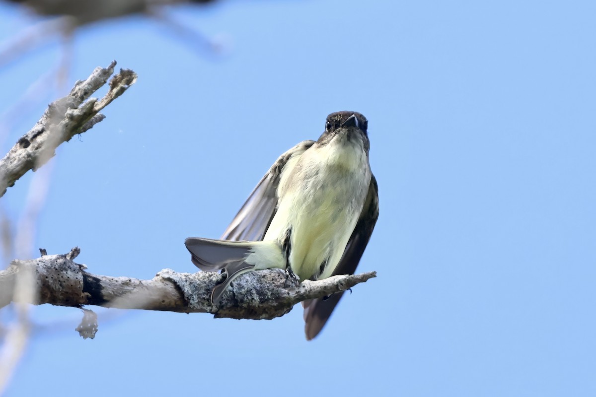 Mosquero Fibí - ML644788639