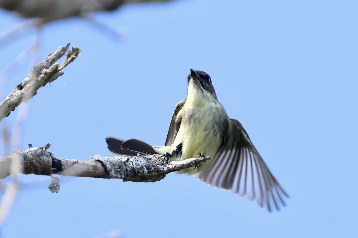 Mosquero Fibí - ML644788642