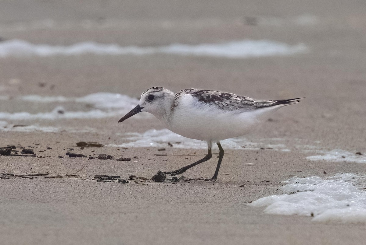 Txirri zuria - ML644788647