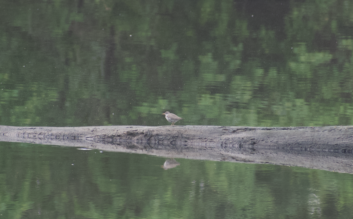 flekksnipe - ML644788649