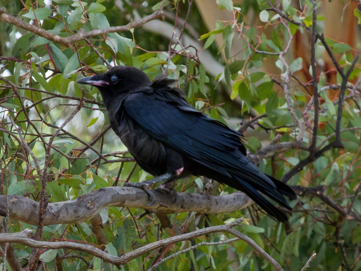 Южноавстралийский ворон - ML644788661