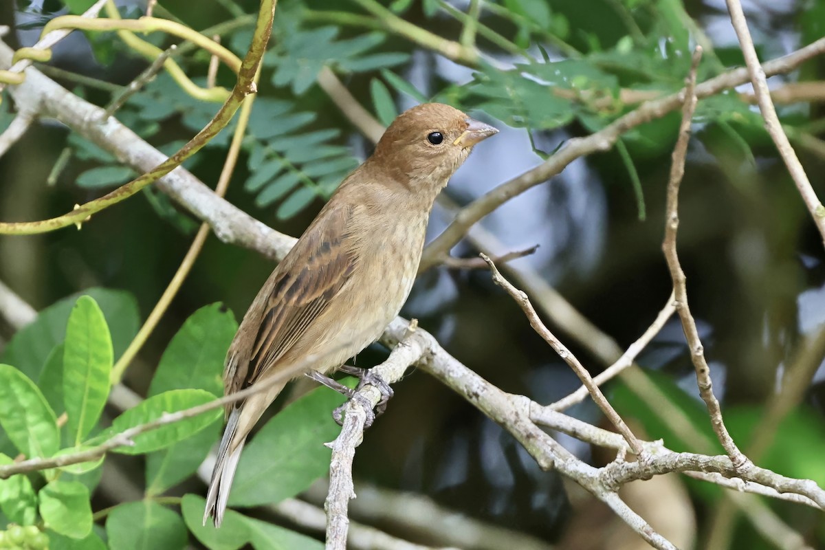 Indigo Bunting - ML644788662