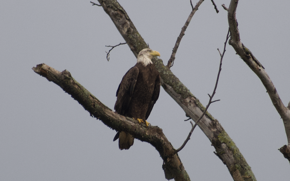 hvithodehavørn - ML644788663