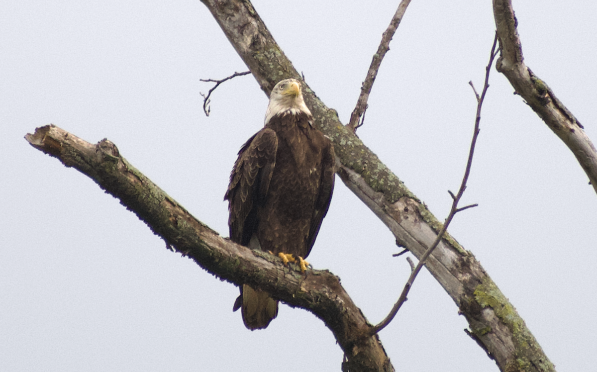 hvithodehavørn - ML644788664