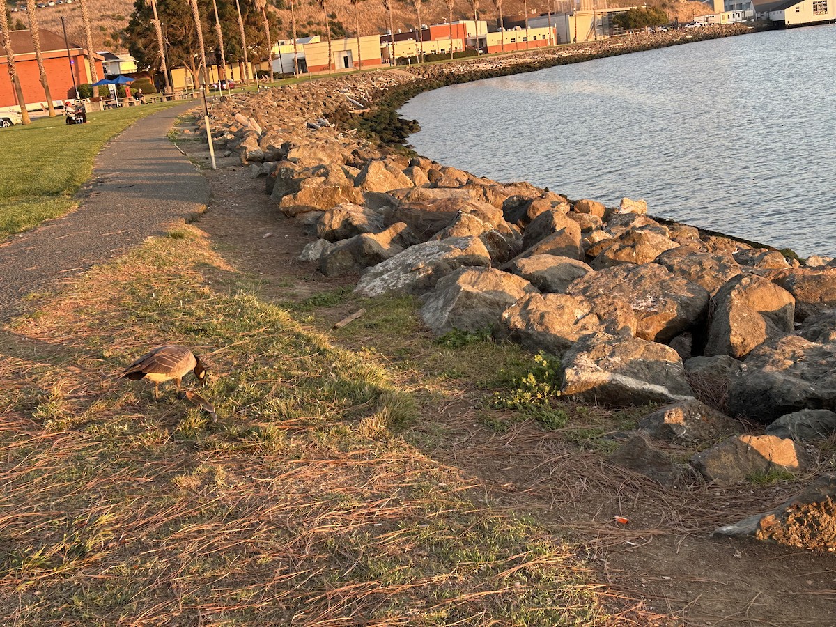 Branta kanadar handia - ML644788666