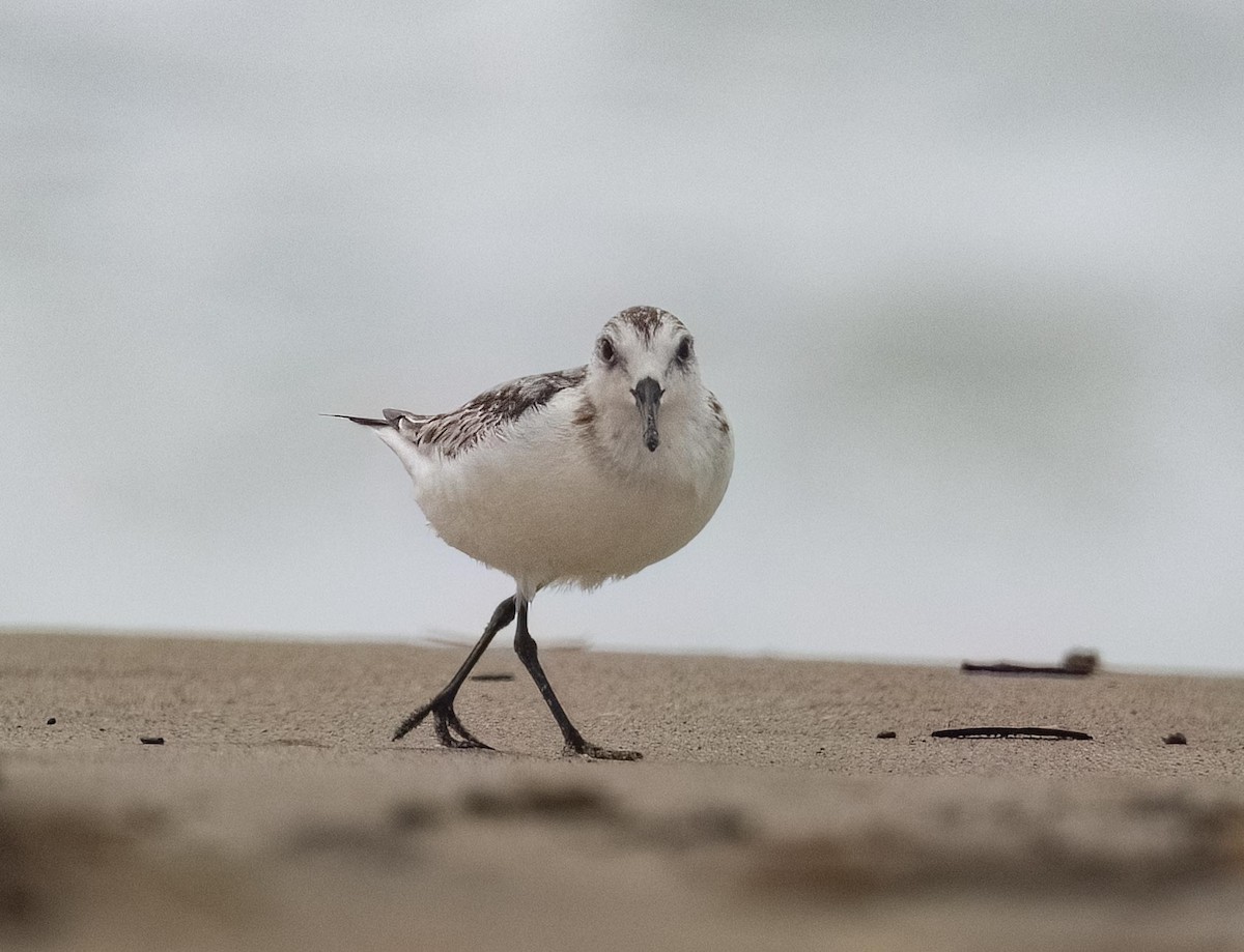 Txirri zuria - ML644788670