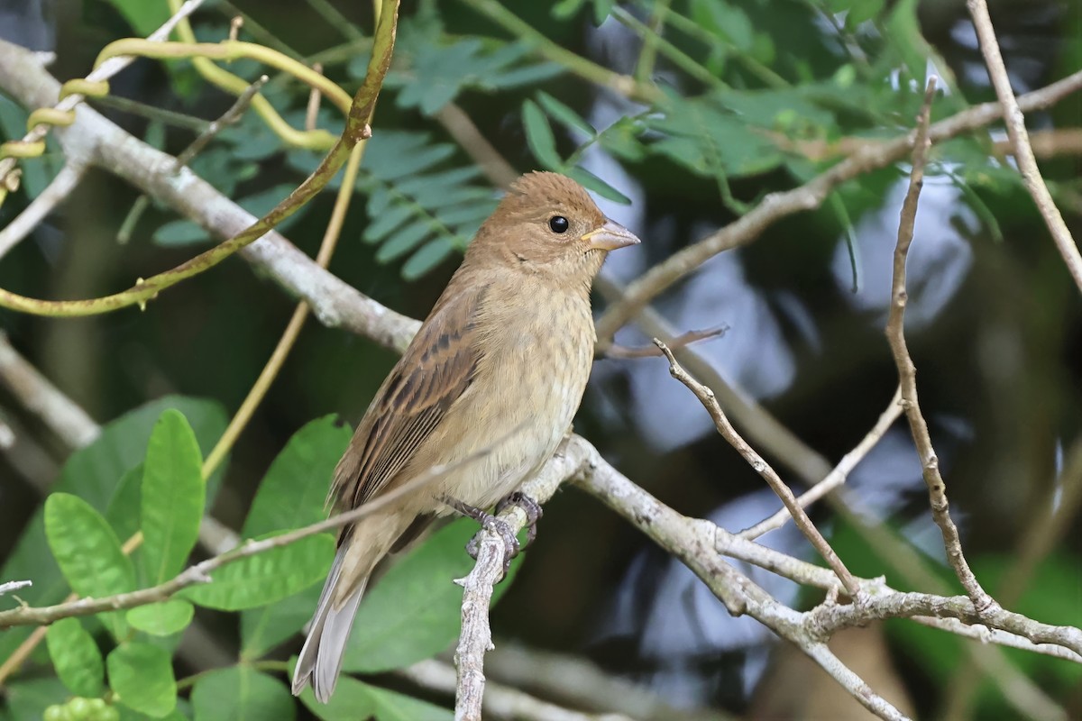 Indigo Bunting - ML644788671