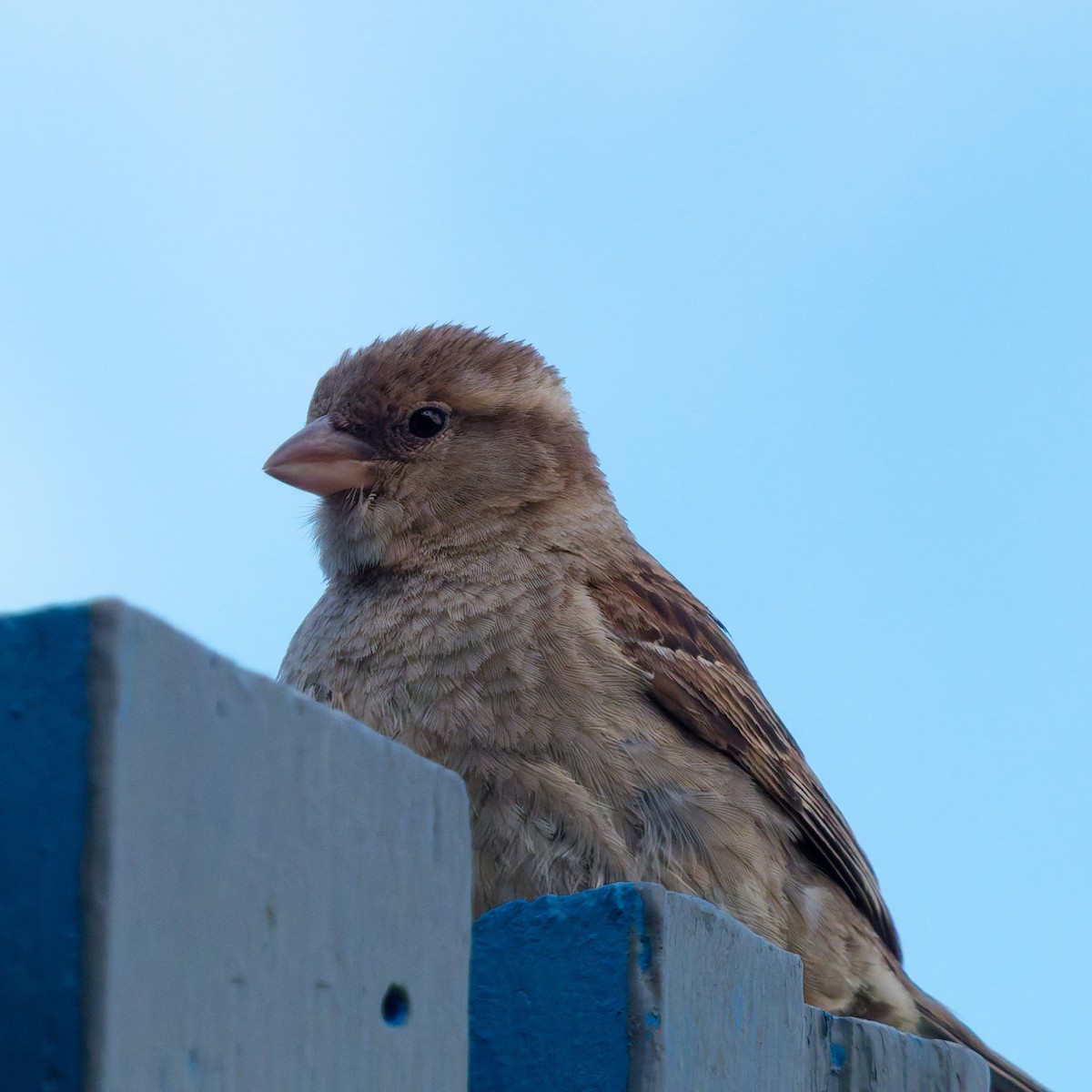 家麻雀 - ML644788684