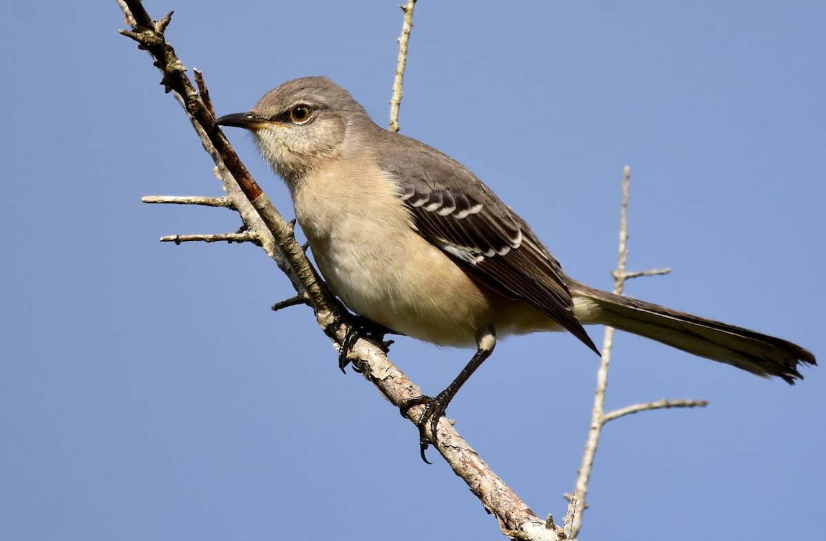 Northern Mockingbird - ML644788686