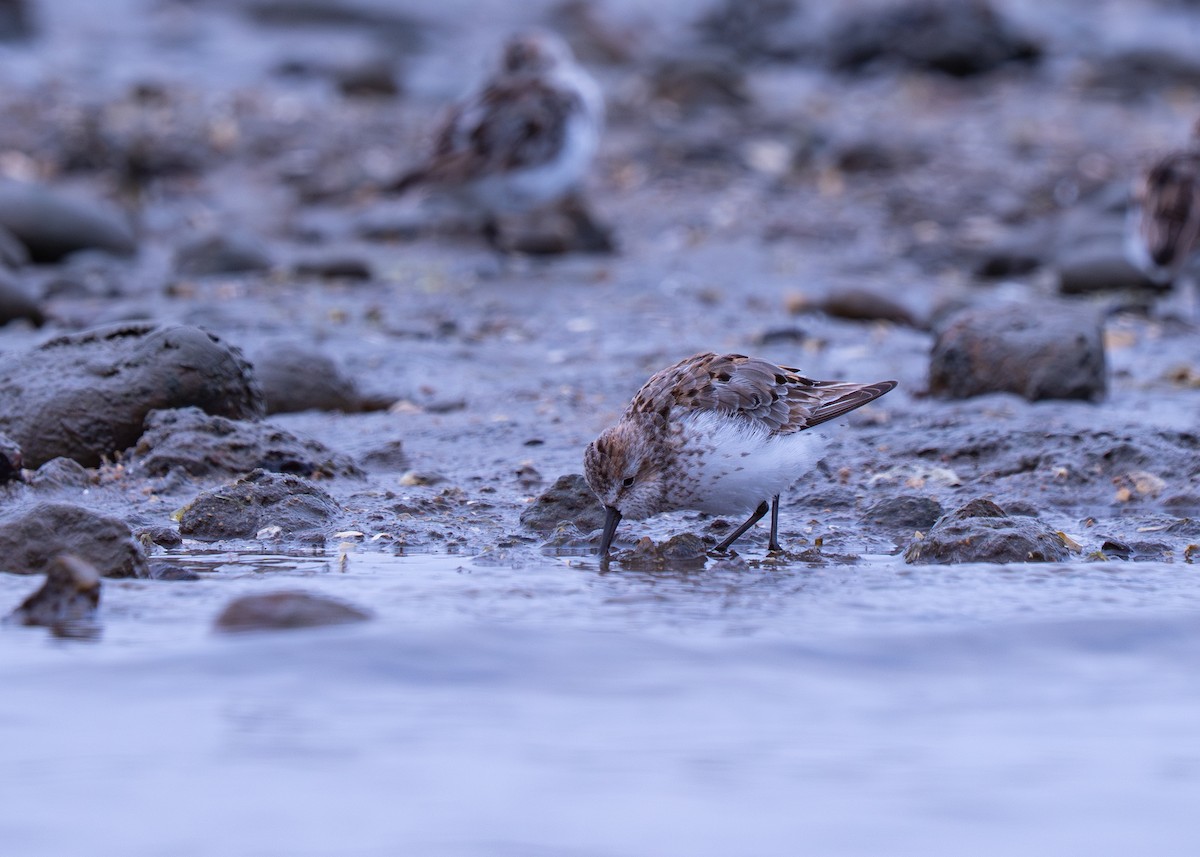 Gambecchio dell'Alaska - ML644788691