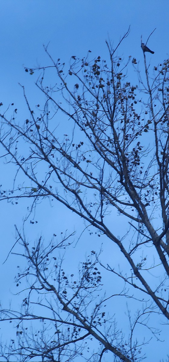 Leş Kargası - ML644788692