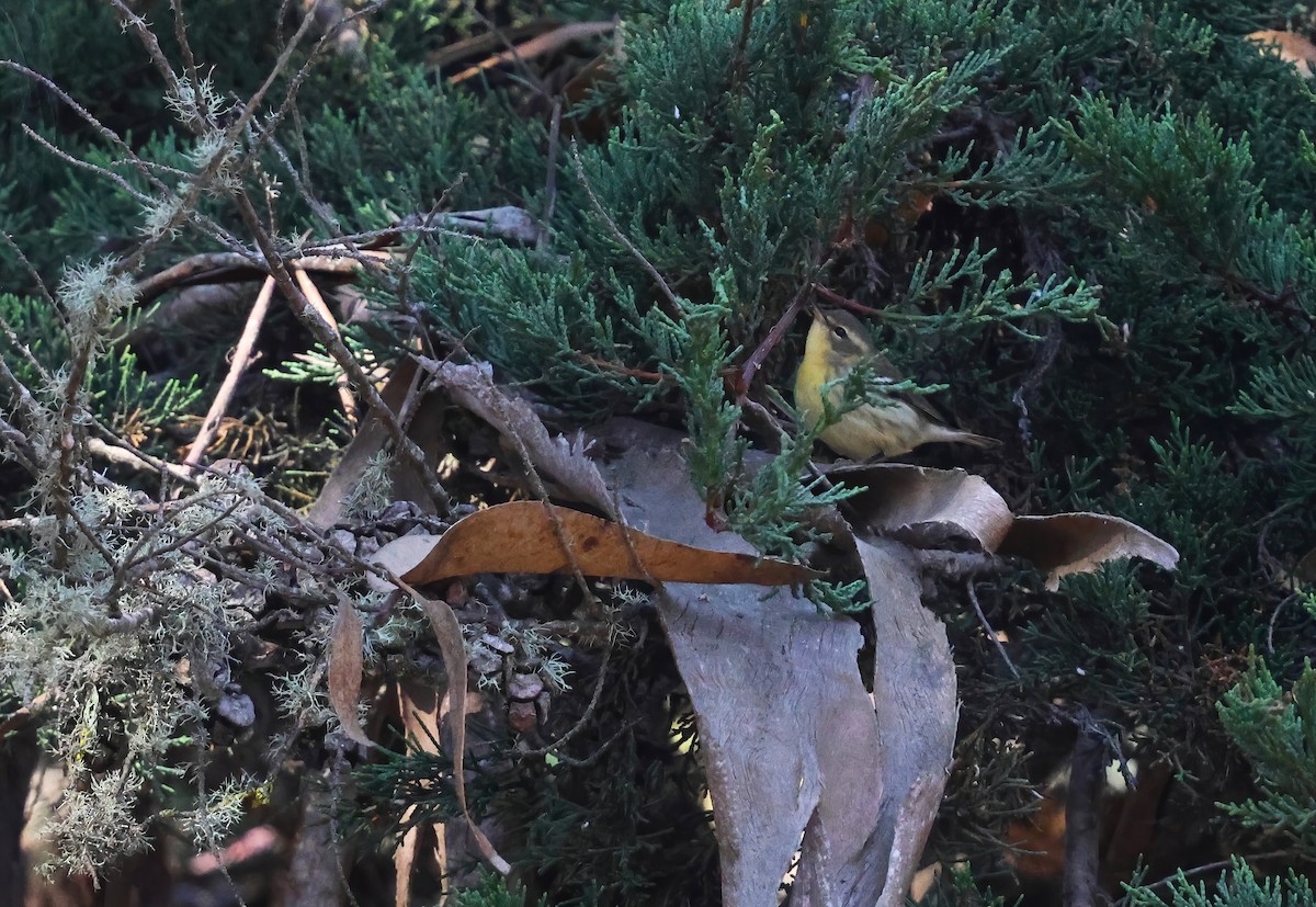Blackburnian Warbler - ML644788695