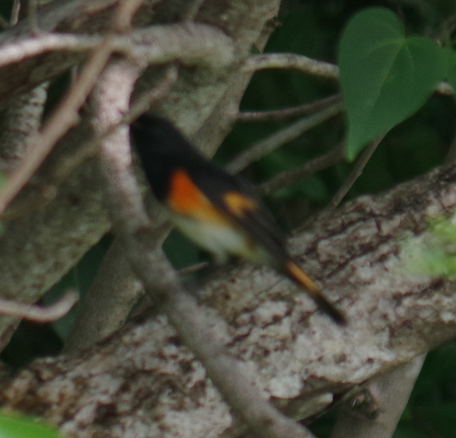 סבכון חכלילי - ML644788699