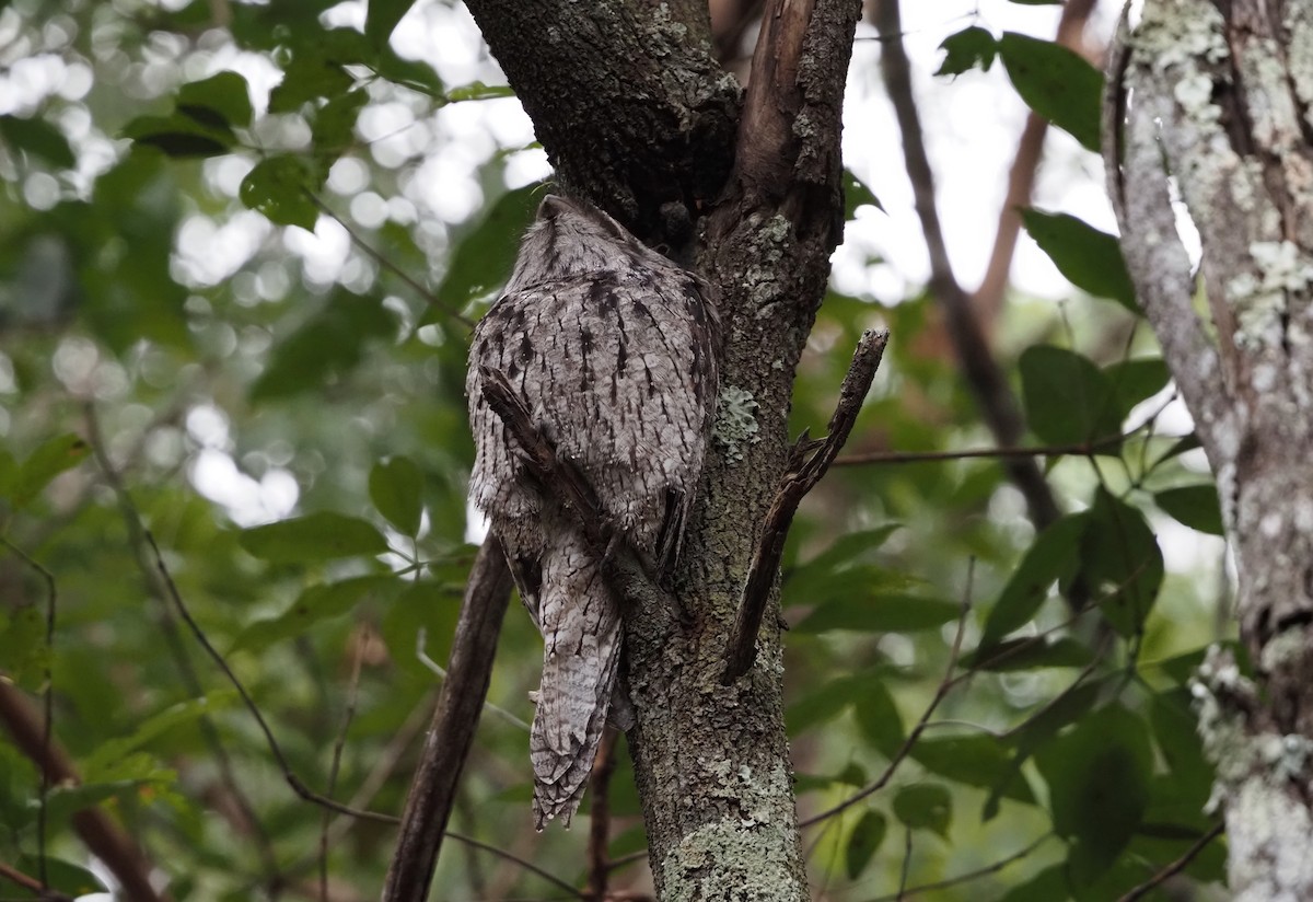 Tawny Frogmouth - ML644788710