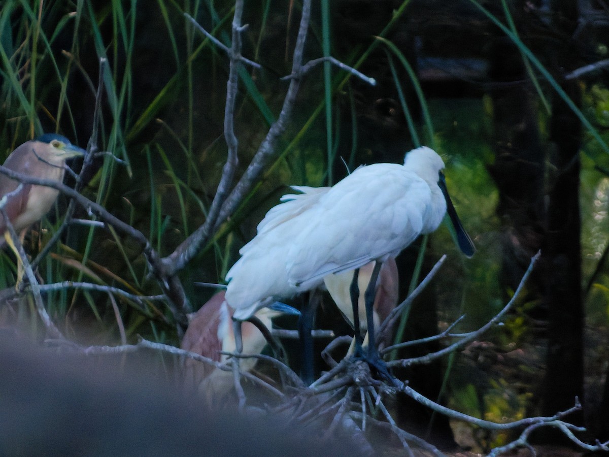 Royal Spoonbill - ML644788713