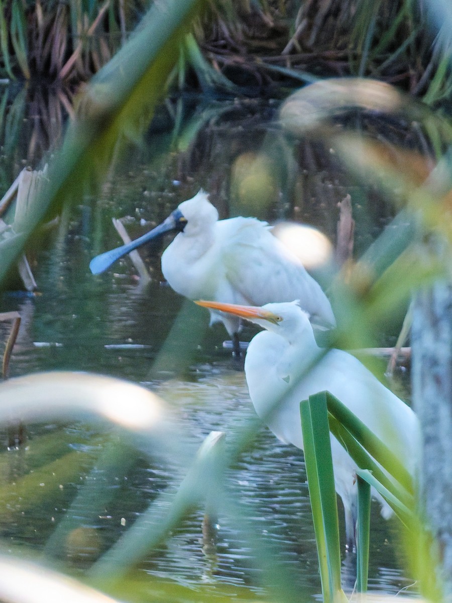 Royal Spoonbill - ML644788714