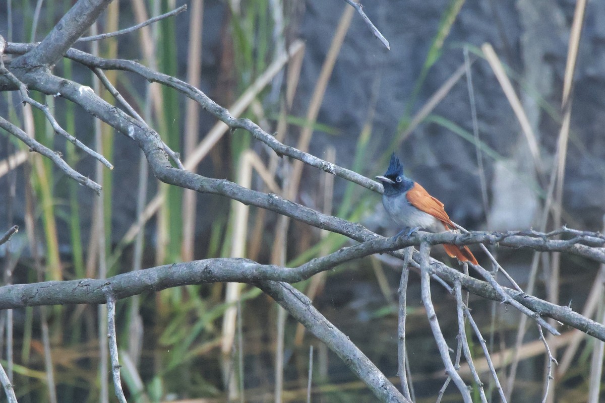 Indian Paradise-Flycatcher - ML644788718