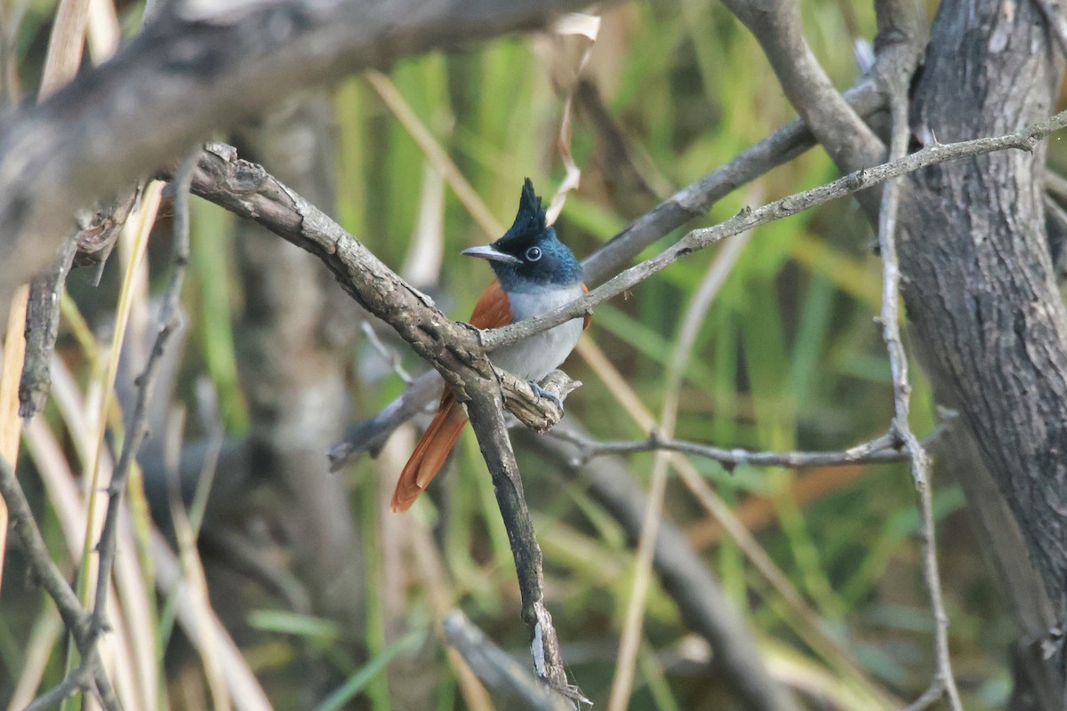 Indian Paradise-Flycatcher - ML644788719
