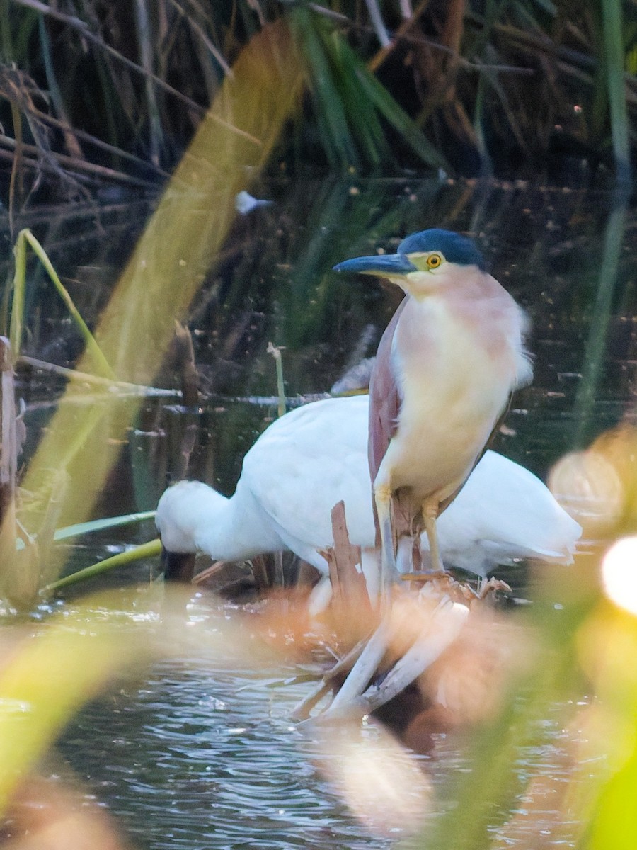 Nankeen Night Heron - ML644788720