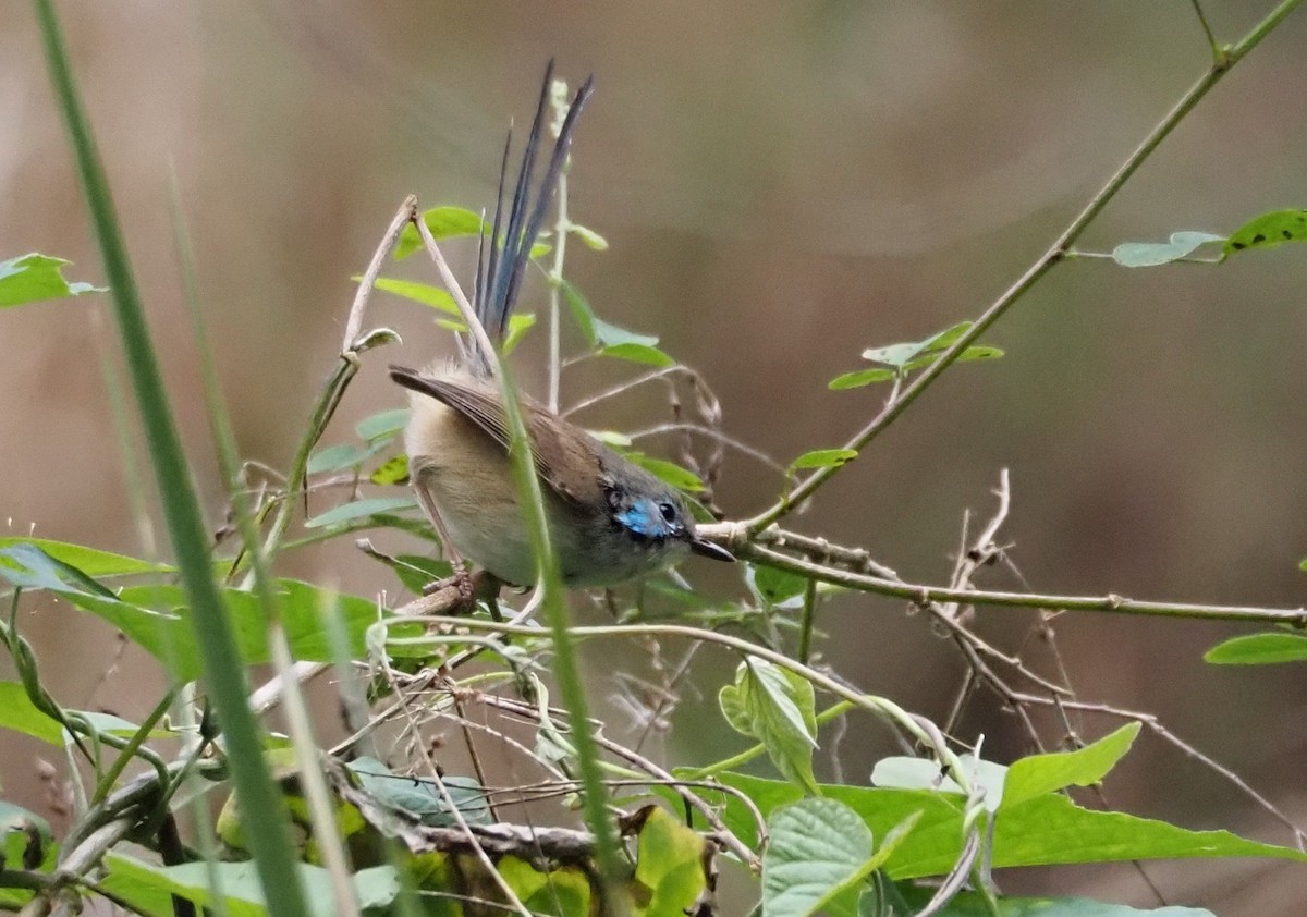 svartbrystalvesmett - ML644788726