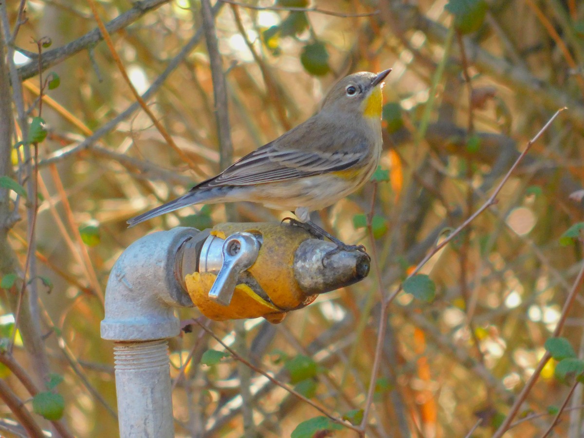 myrteparula - ML644788732