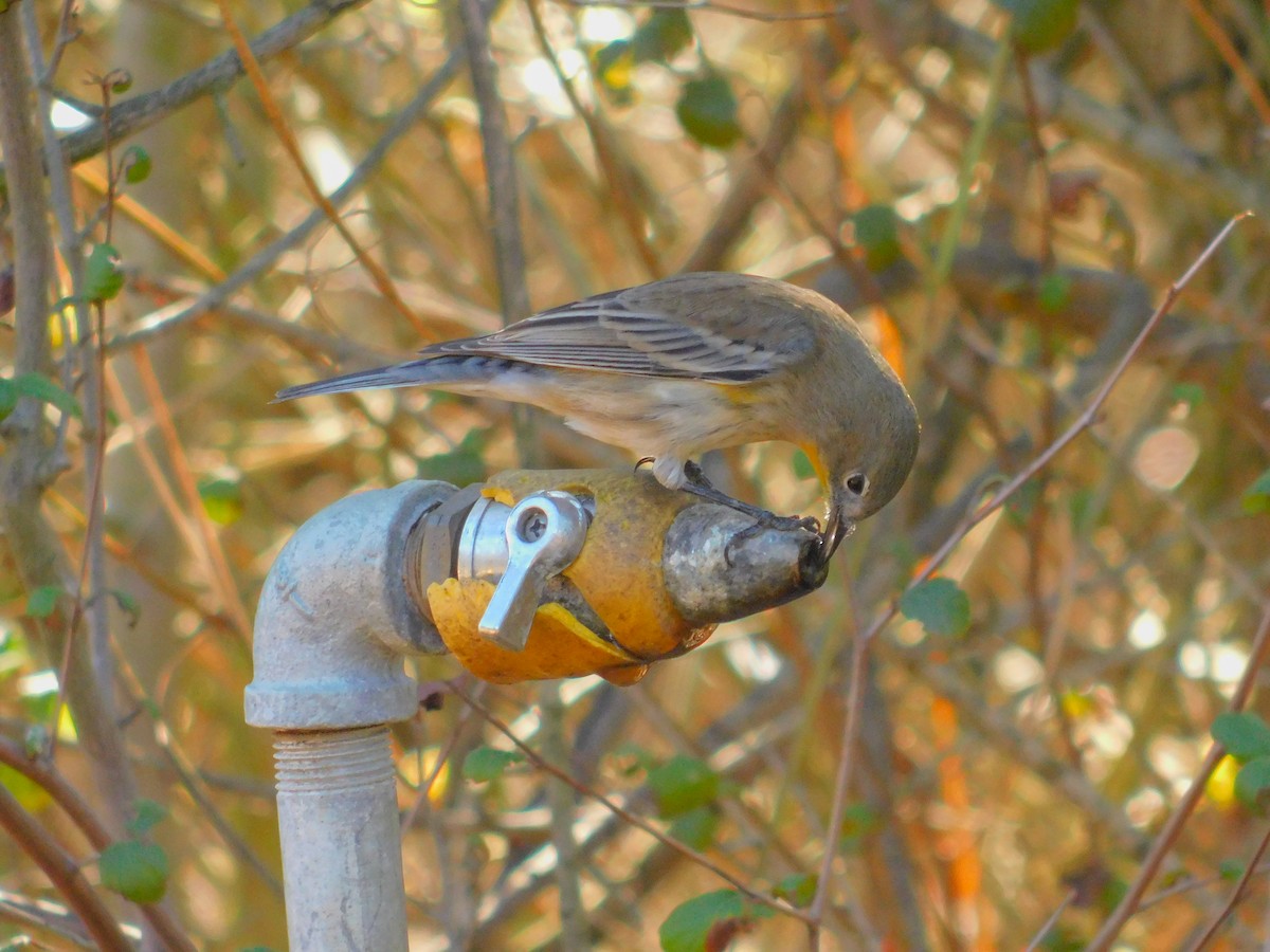 myrteparula - ML644788733