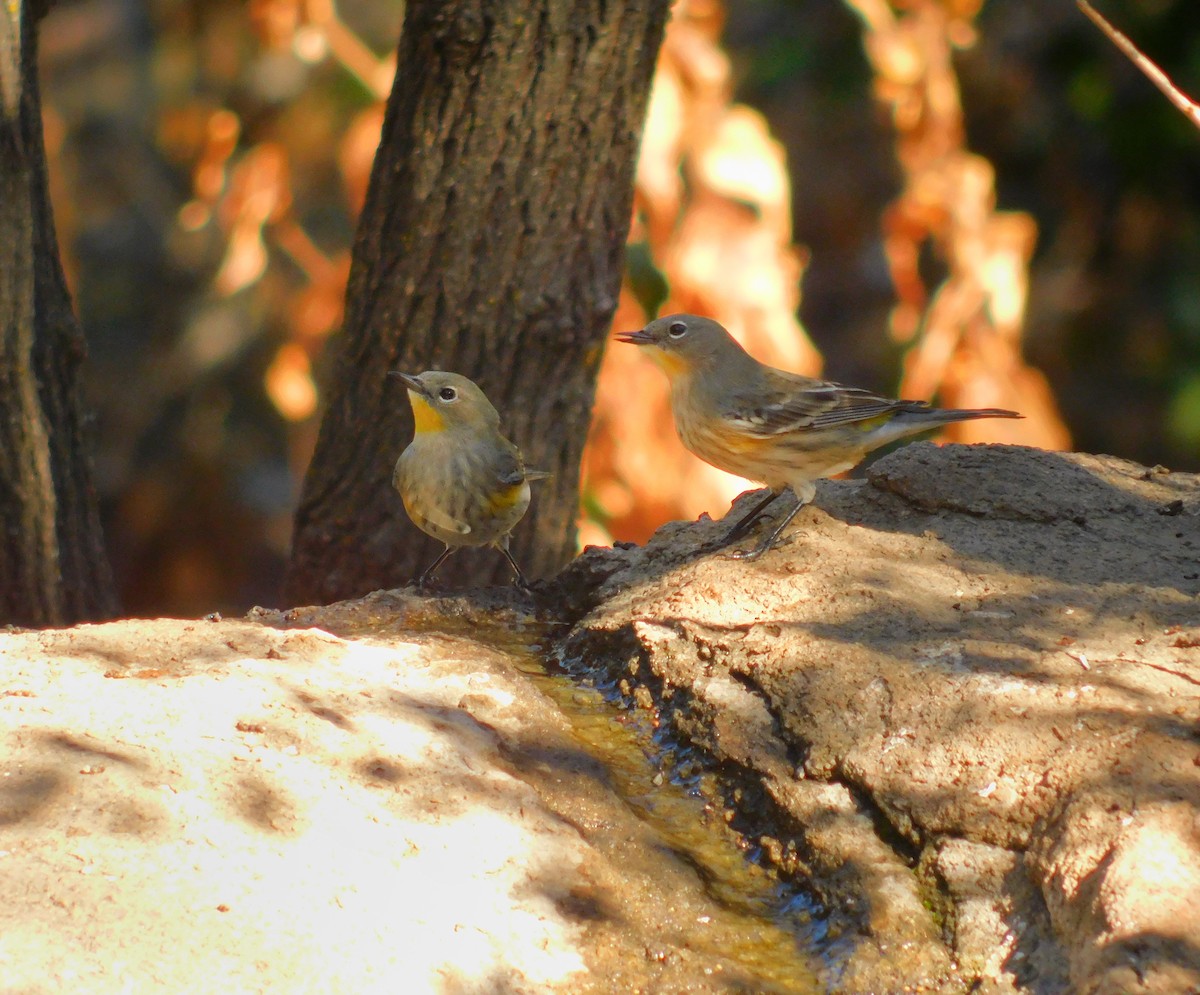 myrteparula - ML644788742