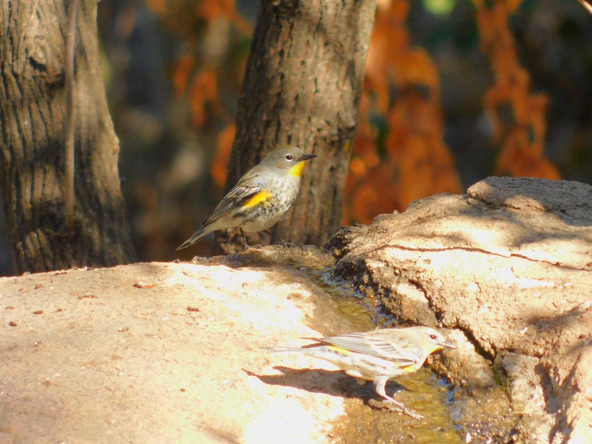 myrteparula - ML644788744