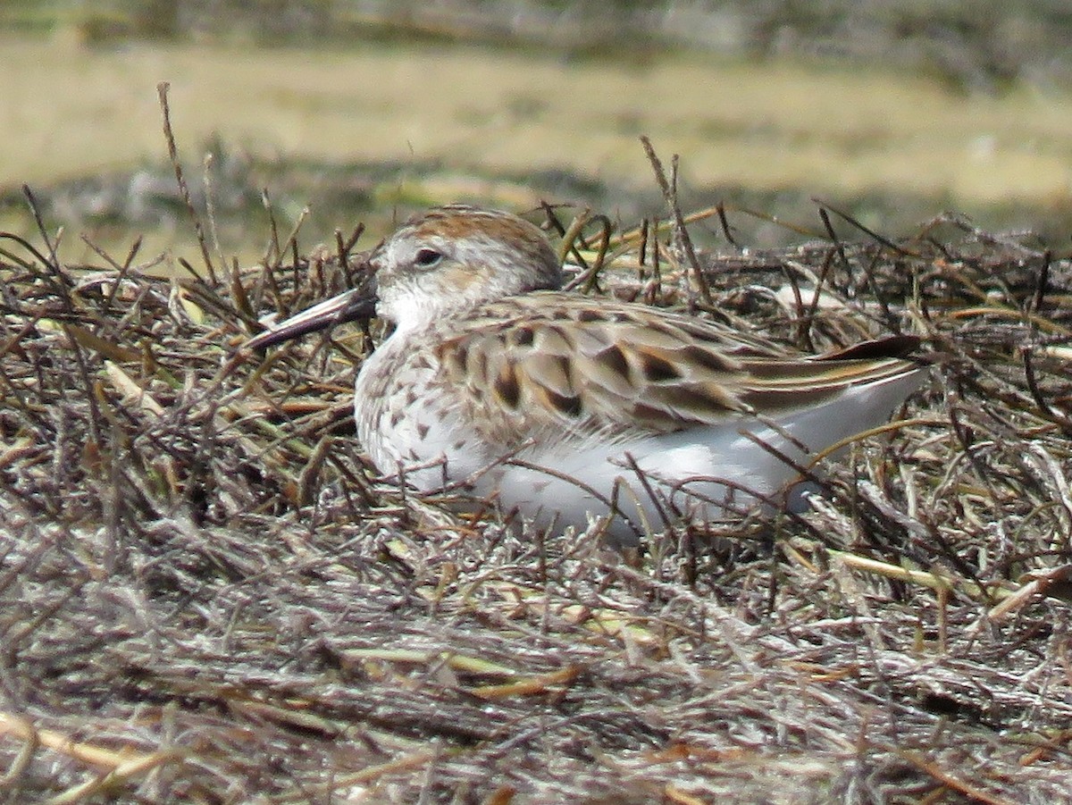 sandsnipe - ML644788745