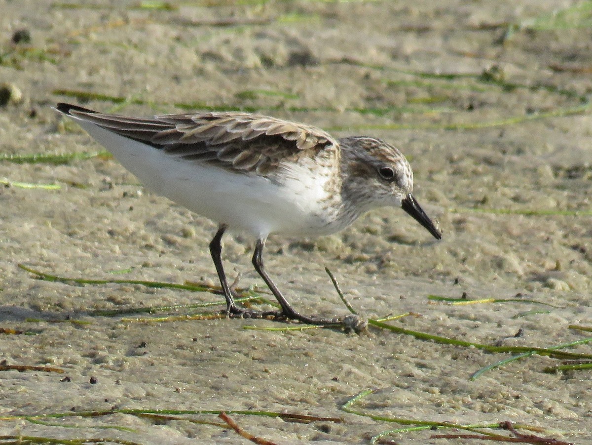 sandsnipe - ML644788746